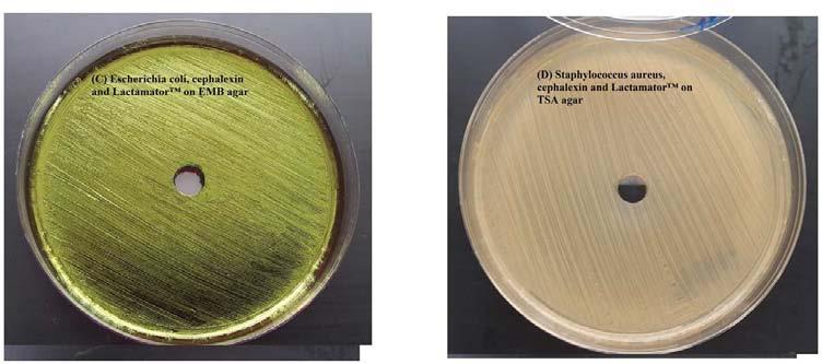 (C, D) Plates containing Escherichia coli, cephalexin and Lactamator on EMB agar and Staphylococcus aureus, cephalexin and Lactamator on TSA agar respectively. 4.