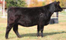 Irish Whiskeys - quality, balance and muscle. She had $4700 Monopoly heifer in 2013 and is a full sister to our Donor 924 who is pictured!