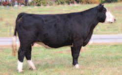 279117_Layout 1 11/10/15 9:08 AM Page 10 22 Kendale 938 DOG 3-2009 Dream Catcher - Dream On 3C Melody Ideal 03 Bred to calve March 30, 2016 to GOET I80 938 is black, polled and well designed being