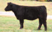 Lot 38 is one hairy canary that has some of the best genetics in the club calf world.
