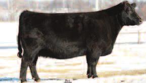 Recip tag K616. Will be a full sib to a 2015 bull calf that promises great things. 45b Confirmed, unsexed pregnancy by SULL GNCC Asset due February 12, 2016.
