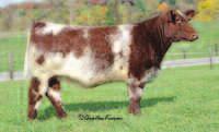 50% sale day 50% at completion Housed at Donor Solutions Do you enjoy Shorthorns?Sierra allows you to dream of making them more sustainable in a predictable fashion.