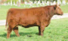 unique power cow. A steer from her pregnancy, topped our 2015 Sale for Brain and Jessica Ripberger! This power donor keeps churnin them out.