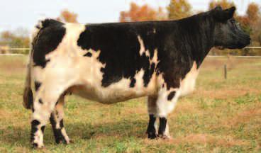 279117_Layout 1 11/10/15 9:07 AM Page 2 3 Cookie Monster FSF Custom Miss 4117 FSF Elsa 856 DOB: 3-2008 Full Flush Meyer 734 FSF Custom Fit FSF 07 Bred to calve February 9, 2016 to Hi Ho Silver. P.E. to FSF Ace Picture perfect mating looking for a great home.