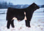 Dam of 087 one of our 2014 top sellers to Brandon Shaffer and Jeff Miller, IN FSF Hardline Bred to calve March 15, 2016 to FSF Ace. P.E. to FSF Ace This painted exotic is bred for success.