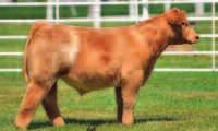 Bred to calve March 31, 2016 to FSF Bearcat this silver beauty has produced Little Like Me, a $15,000 Solid Gold and a $6250 Bearcat Steer.