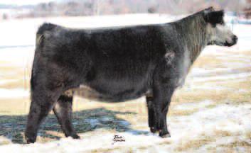 FSF Proud Star FSF Blue Bonnie 155 DOB: 4-7-11 FSF Black Beauty 901 Bred to calve April 17, 2016 to Unstoppable Donor Deluxe, this picture perfect blue was the 1st offspring of