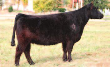 Full sister to the $60,000 top seller fo the Donor s Unlimited featured at Garwood Cattle, OH. A maternal brother was the Grand Champion Steer at the 2011 Ft. Worth Stock Show!