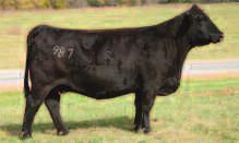 12 FSF McKenna 987 DOB: 1-2-09 ASA pending Dream On Angus Nichols Legacy CNS Sheeza Dream Bred to calve January 20, 2016 to WLE Big Deal This deep, powerful cow should really connect to Big