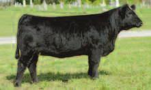 13 Produce of Sue Two 82X LAH Sue 604S OTTO Bloomin Beauty DOB: 3-13-10 Reg: 2545115 CNS Dream On Shawnee Miss 145P Meyer Ranch 734 OTTO Black Beauty Confirmed unsexed pregnancy due 3-9-2016.
