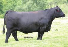 wonder why SimAngus females are so sought after, especially when they are like Ruby X66. This donor cow is everything you would want in a female, she has a CE 10 BW 2.