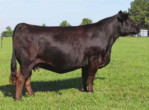 11 Donor Females SS Babys Breath P035 - ref. dam Daughter of 333U Barbour Boyz Cattle Co. & Beckett Cattle Co.