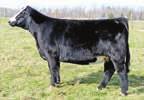 9 Hooks Karrie 47K WW 50 YW 67 SS Goldmine L42 MCE 10 SS Babys Breath P035 Milk 23 SVF Breath Taker J130 MWW 48 Marb 0.22 When the list of the most prolific cows in the breed came REA 0.