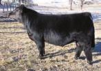 64 API 84 SS/PRS Tail Gater - PE sire W18 is one of the most consistent producing cows we have.