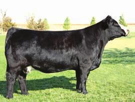 She sells bred to SS/PRS Tail Gater, the full sib to High Voltage that was a top lot in this sale two years ago at $22,000. We love our Tail Gater calves and out of this cow you will too!