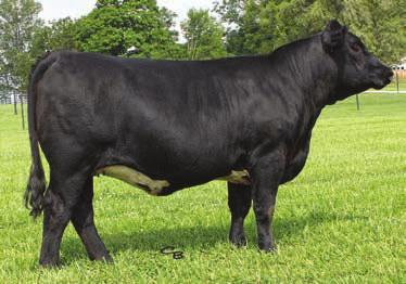 14 Spring Bred Heifers SS Alena 22 SS Alena Darrin Barbour 818.898.8990 3/8 Blood :: 1/11/13 :: 2757491 :: A59 :: 87 :: 680 O C C Legend 616L CE 12 B C Lookout 7024 BW 1.