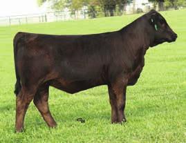 96 API 80 203B is a daughter of Victoria W02, the Trademark x Sazerac donor we own with Janssen Farms.
