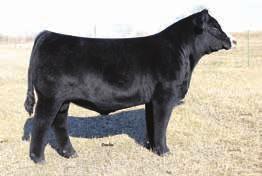 She is a full sib to our high selling bull that went to Canada for $12,500, this year. Good EPDs and a 126 API. She should be a good choice. Proj. EPDs CE 11 BW 1.
