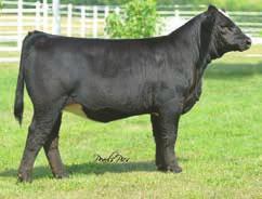 Flushed to Broker she produced this super API 97 attractive, well designed, black blaze faced show heifer. This one has been the pick of many so far that have viewed our 2014 set of heifers.