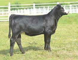 The dam is a Steel Force daughter out of Choppers API 110 Granddam, Rodrock Ms Blk Bear 31N. BF Miss Valerie B20X can walk and talk, and should be the talk of the show heifer crowd.