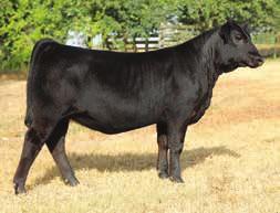 32 Open Heifers SJCC Amazing Look B007 Rew/SS Twisted Sister S101- reference dam Southern Jewel Cattle Co.