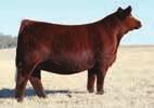 When we saw the picture of Red Jewell and then checked out API 108 her producing ability we wanted to acquire a daughter.