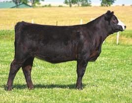 34 Fall Open Heifers WSCC Ms Dividend 105A White Star Cattle Co.