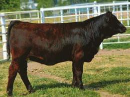 This female combines all those qualities and more. If you are a serious breeder of the new generation of Simmentals, you can t pass on this Graduate daughter.