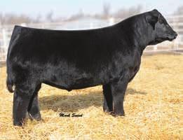 36 Fall Open Heifers WLE Uno Mas X549 - reference sire White Star Cattle Co.