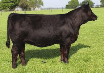 3 CNS SHeeza Dream K107W WW 65 YW 87 GWS Ebonys Trademark 6N MCE 8 KenCo Miley Cottontail Milk 20 JM Dice-H25-L24 MWW 52 Not a shocker that Cottontail worked on a bull with Marb 0.