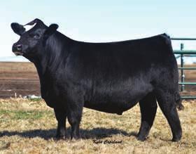 Cottontail 610Z Mr NLC Upgrade U8676 Double R Miss 29G T18 LMF Movin Forward KenCo Miley Cottontail A stout and stylish Allegiance from the Cottontail family with an added twist of Movin Forward