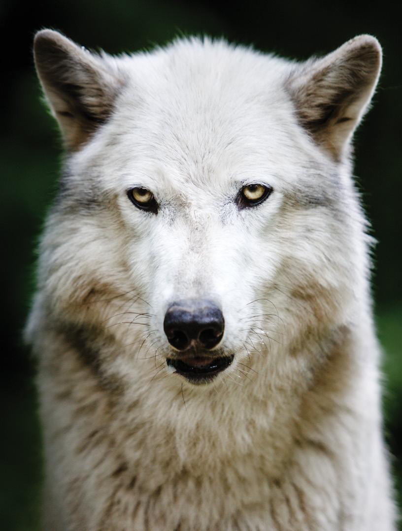 EVOLUTION FROM WOLF Scientists are racing to