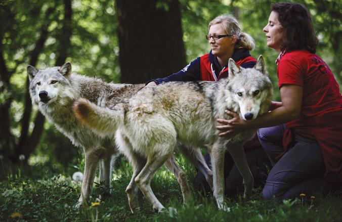 WILD AT HEART: Exactly how the dog s wolf ancestor first began down the path to becoming our trusted companion may remain a mystery. ries, many of which had healed.