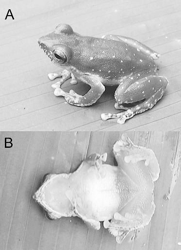 March 2007] HERPETOLOGICA 95 FIG. 1. Eleutherodactylus tantanti (MHNSM 23942, holotype, SVL 21.9 mm) in lateral (A) and ventral (B) views, photos by C. Torres. Leviton et al., (1985) and Frost (2006).