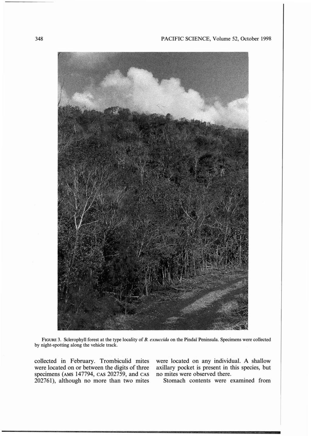 348 PACIFIC SCIENCE, Volume 52, October 1998 FIGURE 3. Sclerophyll forest at the type locality of B. exsuccida on the Pindai Peninsula.