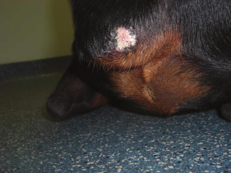 Eight weeks follow up DISCUSSION Stump granulomas are infrequent findings in general practice in the UK today due to the decreased occurrence of the tail docking.