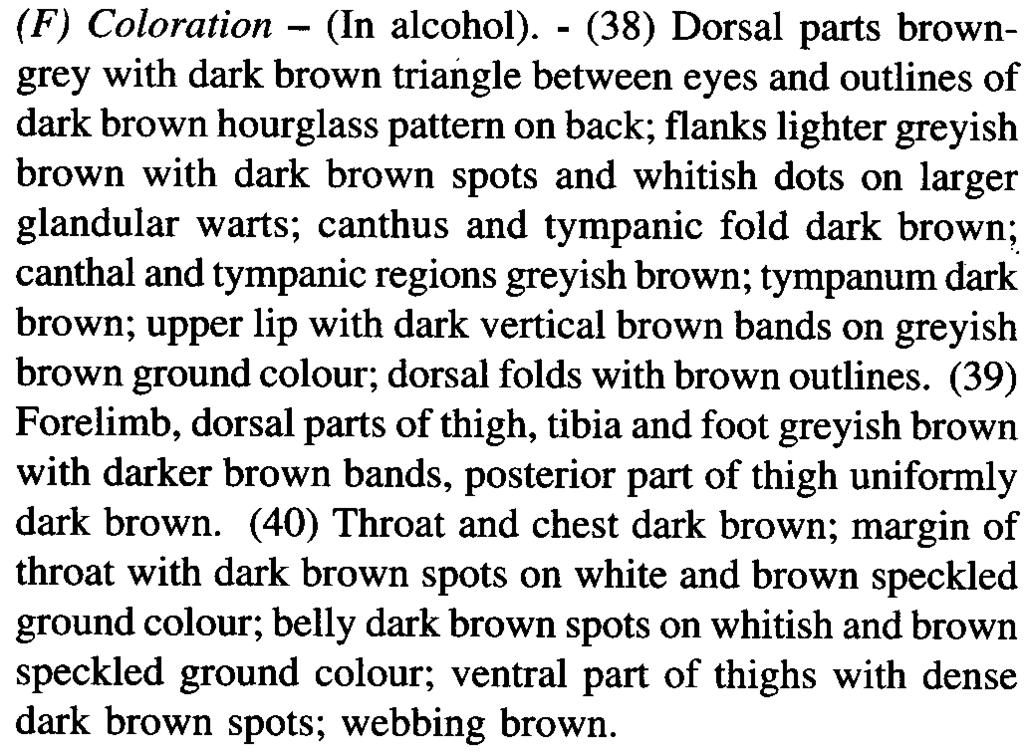 THE RAFFLES BULLETIN OF ZOOLOGY 2002 (F) Coloration -(In alcohol).