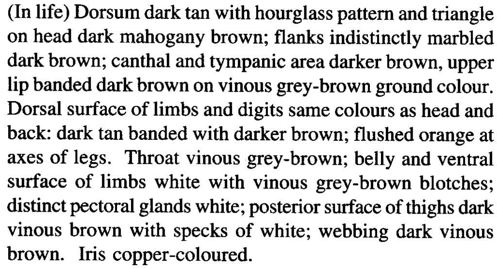 glandular warts; canthus and tympanic fold dark brown; canthal and tympanic regions greyish brown; tympanum dark brown; upper lip with dark vertical brown bands on greyish brown ground colour; dorsal