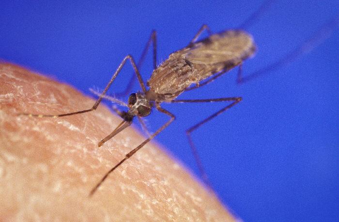 (Western) Malaria Mosquito