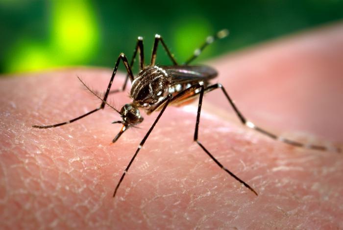 Zika Virus Transmitted by Aedes sp.
