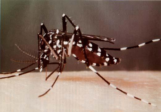 host preferences and habitats Aedes albopictus, the Asian tiger mosquito Ochlerotatus