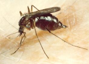 Flight Range Mosquito Habits Aedes