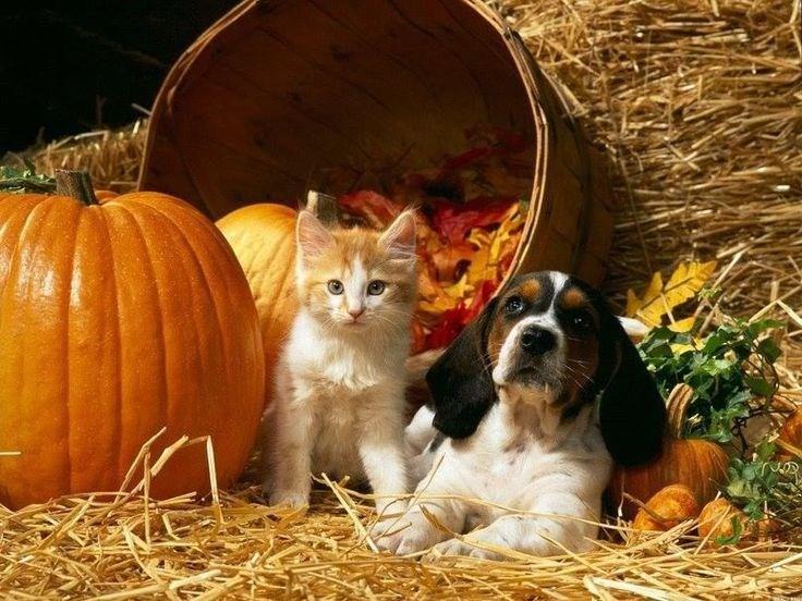 Put your pets in a separate room away from the door during peak trick-or-treating