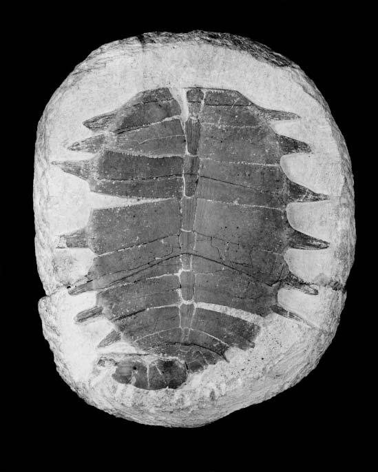 MILNER: PURBECK TURTLES 1461 TEXT-FIG. 12. Hylaeochelys latiscutata (Owen), Purbeck Limestone Group, near Swanage, precise locality unknown. BMNH R1640, immature carapace in dorsal aspect.