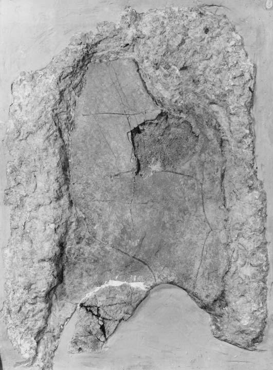 1446 PALAEONTOLOGY, VOLUME 47 TEXT-FIG. 1. Hylaeochelys latiscutata (Owen), Purbeck Limestone Group, near Swanage, precise locality unknown. BMNH 39457, left plastron in ventral aspect.