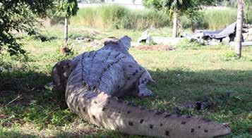 H 100cm - 270kg The Pawlowski Crocodile.