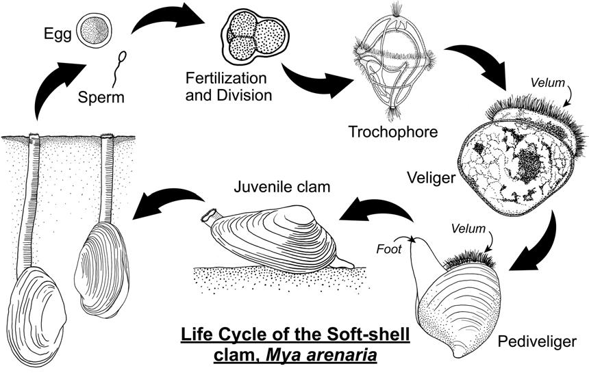 Figure 2. Life cycle of softshell clam. (Drawing by Virge Kask, UConn Biological Illustration.) ability to produce byssal threads as they approach 20 mm SL.