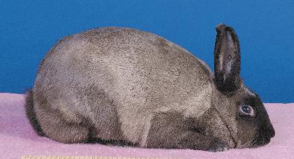 American Fuzzy Lop: This small wool breed originated in the United States. The head is massive, round, and carried high and close to the shoulders.