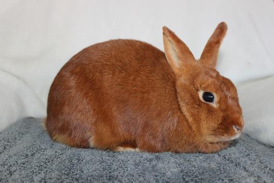 Mini Satin: This medium-sized breed originated in the United States and became the American Rabbit Breeders Association s 47th recognized breed in 2006.