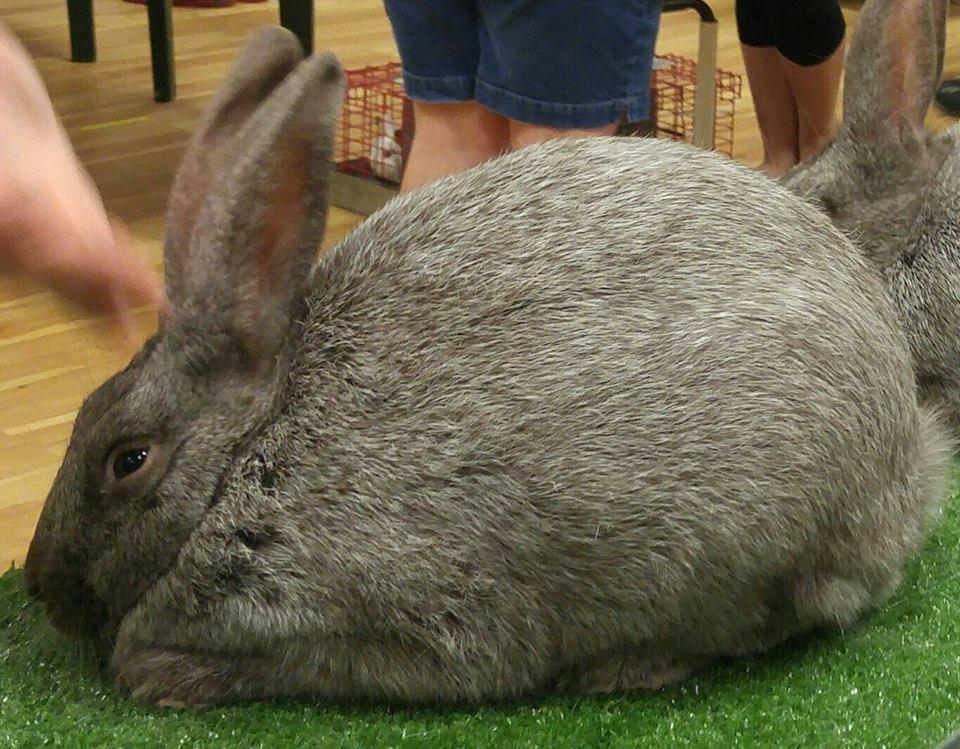Argente Brun: In 2016 this large breed became the American Rabbit Breeders Association s 49th recognized breed.